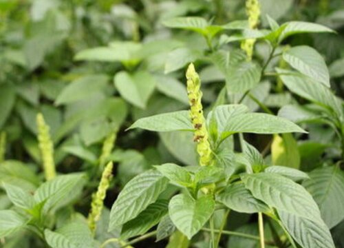 苏子叶是什么树的叶子