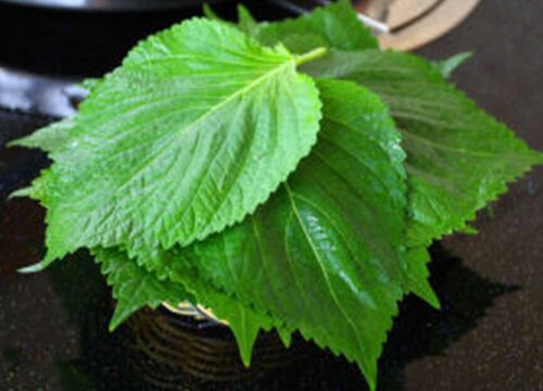 苏子叶是什么树的叶子