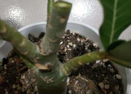 玫瑰扦插多久生根