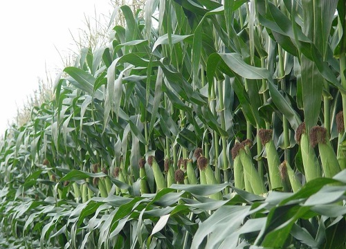 玉米中后期怎样管理才能高产