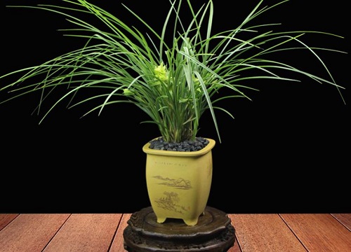 兰花出现枯叶是什么原因？应该如何预防？