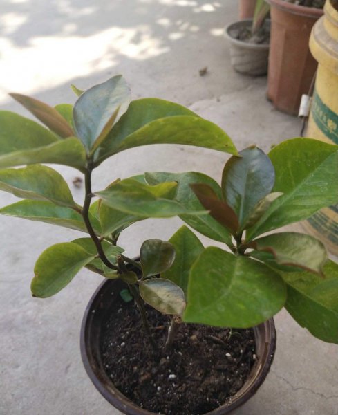 最招财的花是什么花