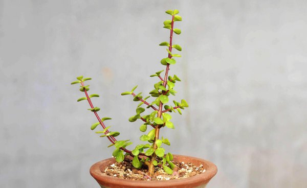 最招财的花是什么花