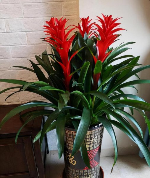 最招财的花是什么花