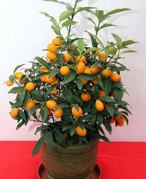 最招财的花是什么花