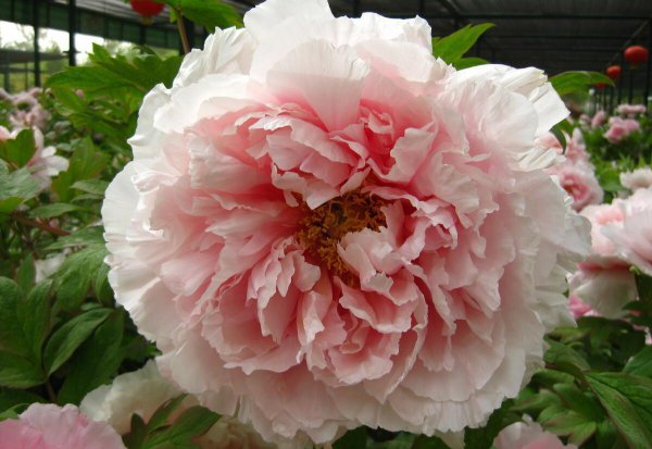 最招财的花是什么花