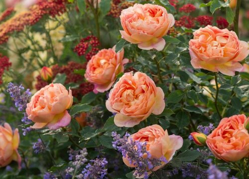 国际十大月季强香排行