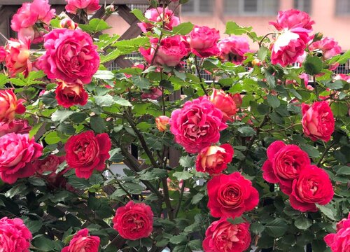 国际十大月季强香排行