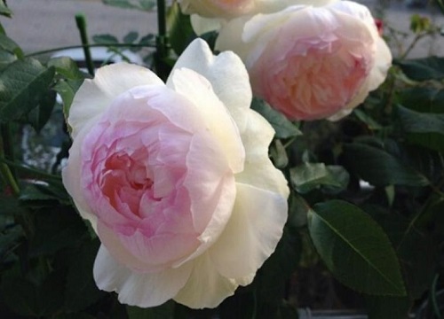 国际十大月季强香排行