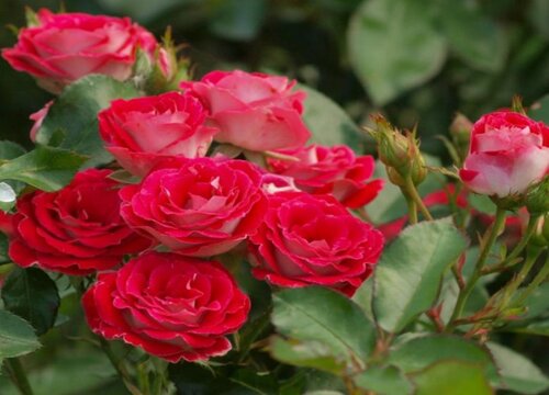 国际十大月季强香排行