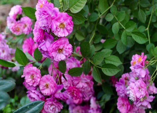 国际十大月季强香排行