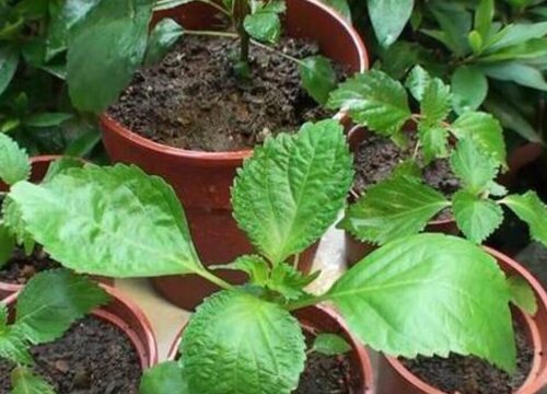 介绍一种功效十分强大的植物——紫苏