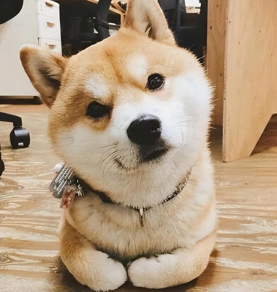 柴犬是小型犬吗