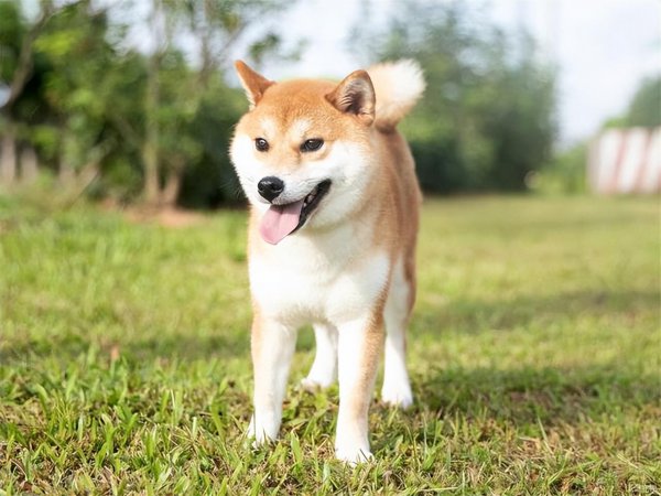 柴犬是小型犬吗