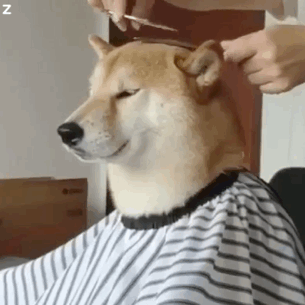 柴犬是小型犬吗