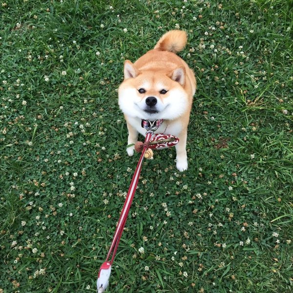 柴犬是小型犬吗