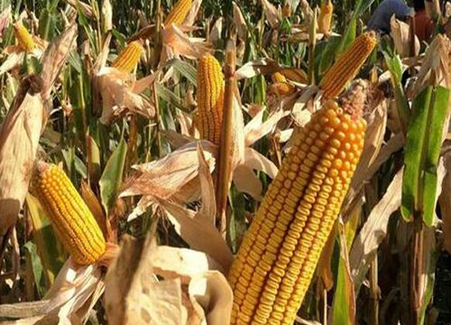 2023年1月玉米价格预测