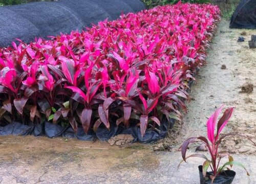 朱蕉花期是什么时候