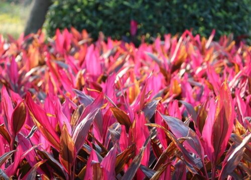 朱蕉花期是什么时候