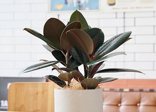 橡皮树长期不长新叶的原因和解决方法