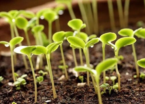 菠菜怎样种植才生得好