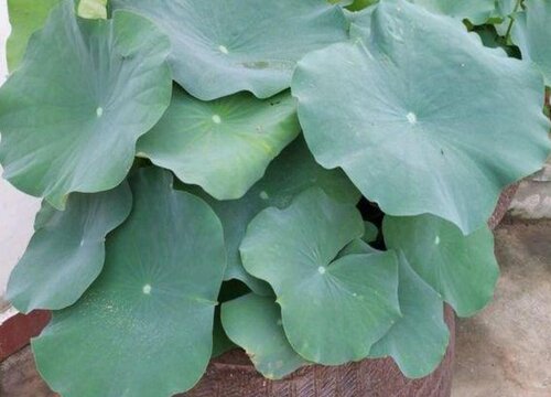 盆栽荷花的栽培方法