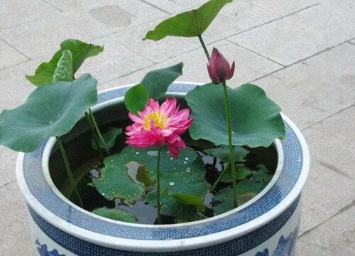 盆栽荷花的栽培方法