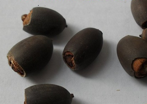 盆栽荷花的栽培方法