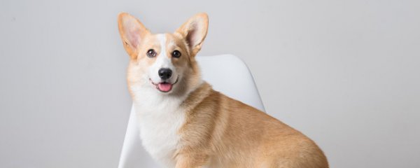 狗狗可以吃核桃吗