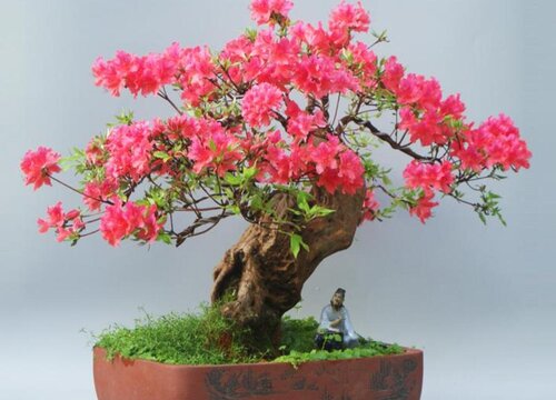 新买回来的杜鹃花怎么换盆