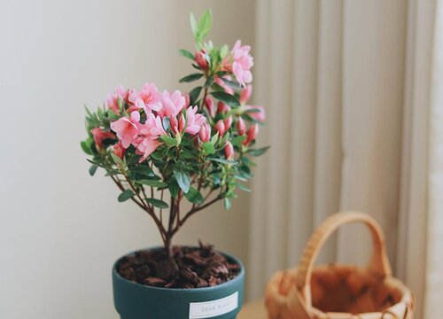 新买回来的杜鹃花怎么换盆