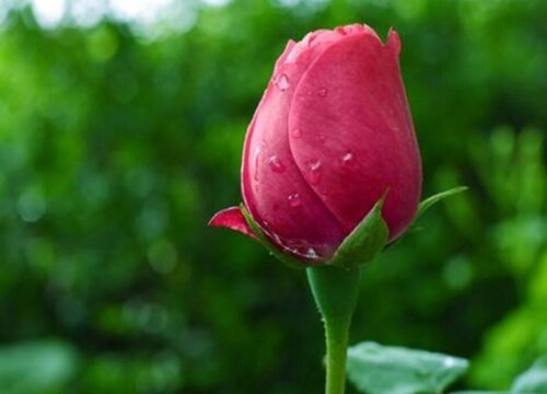 玫瑰花骨朵的样子