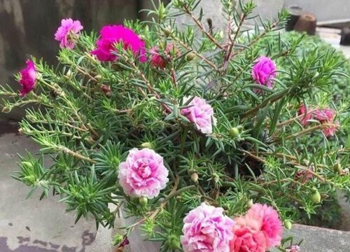 怎样才能把太阳花养得粗壮不徒长