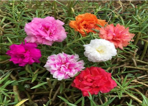 怎样才能把太阳花养得粗壮不徒长