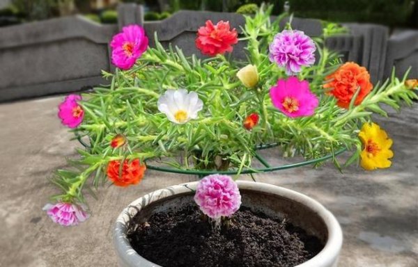 怎样才能把太阳花养得粗壮不徒长