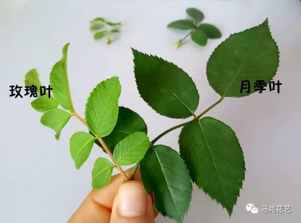 玫瑰与月季的区别在哪里图片