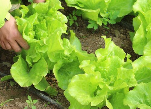 生菜叶子边缘变黄是什么原因