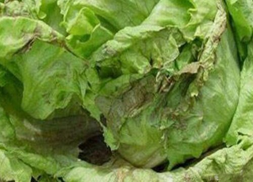 生菜叶子边缘变黄是什么原因