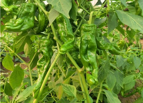 防治辣椒枯萎病用什么方法效果最好