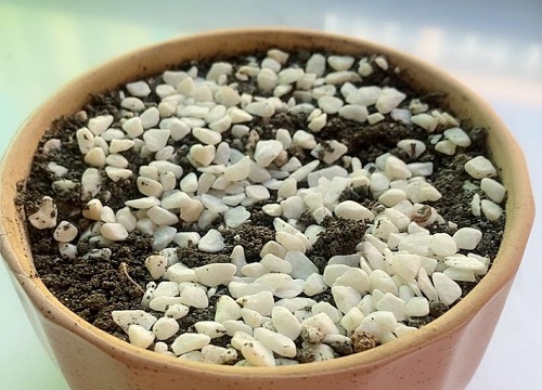 仙人球怎么配土