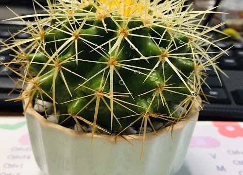 仙人球怎么配土