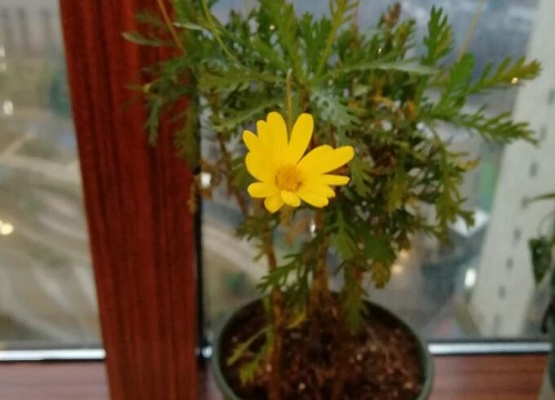 黄金菊花期是什么时候