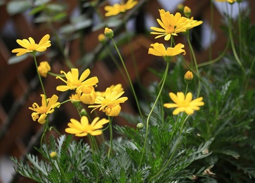 黄金菊花期是什么时候