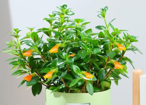 怎么养护金鱼花叶片越长越油绿