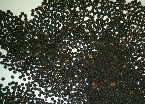 满天星种子如何进行播撒