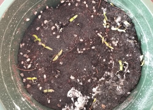 满天星种子如何进行播撒