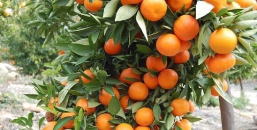 柑橘树上有红蜘蛛打什么农药