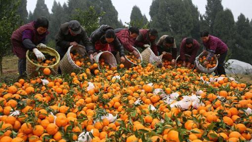 柑橘树上有红蜘蛛打什么农药