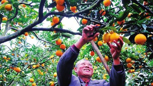 柑橘树上有红蜘蛛打什么农药