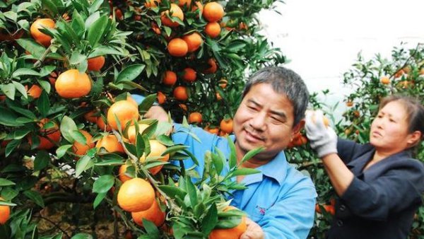 柑橘树上有红蜘蛛打什么农药